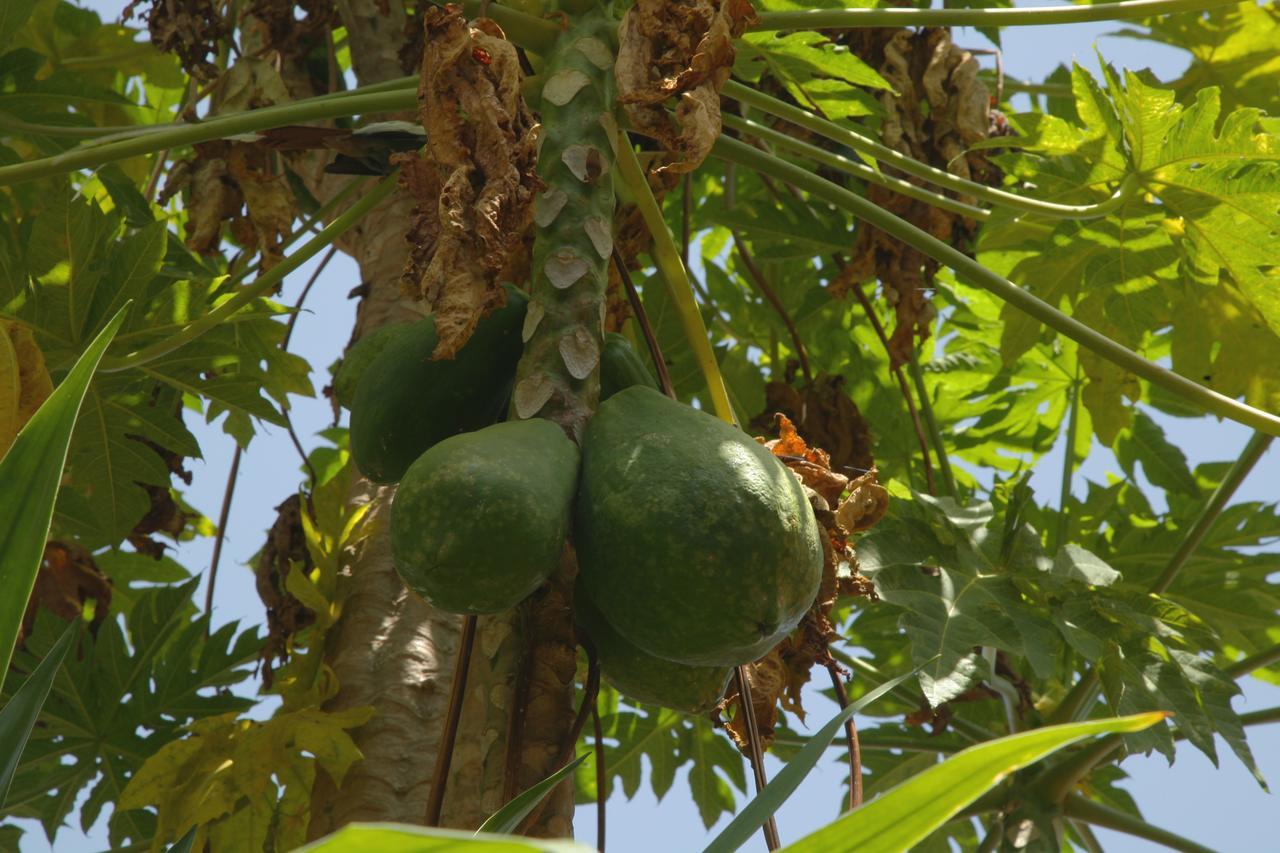 Abay Minch Lodge Bahir Dar Exterior foto